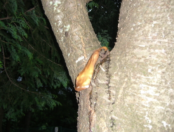 カブトムシの捕まえ方