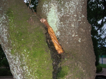 カブトムシの捕まえ方