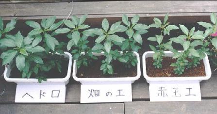 ヘドロで栽培 自由研究