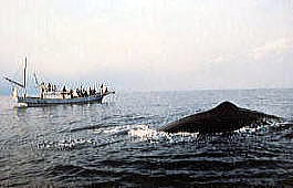 イルカウォッチング初日に出遭ったマッコウクジラ