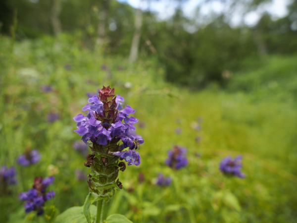 h240721248.jpg